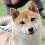 Camp Shibe