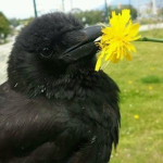 Baby Raven
