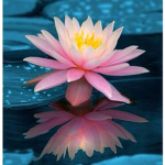 Lotus Boutique :D