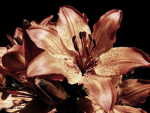Lovely Blossom’s