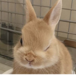 Bunny Lovas