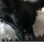 ~Luna The puppie~