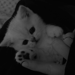 ⋆｡˚୨୧˚｡⋆