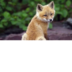 Xxthe fox groupxX