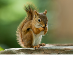 Squirrels.