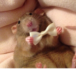 Sêwêr sqůađ