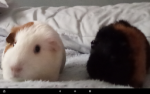 The Guinea Pig Team!!