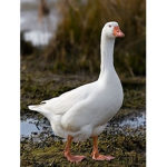 The official Goose clan