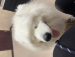Dogs are soooo cool!!!!