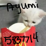 ayumi kitty