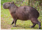 capybara (okay I pull up)