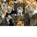 The Order Of Cats