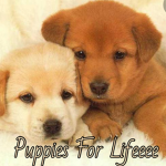 puppies for lifeeeee