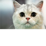 The Cat People Lovers