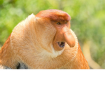Monke Warriors!