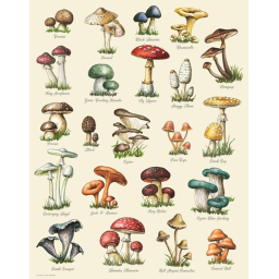mushroom home.