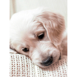 AnnabelleHK!…