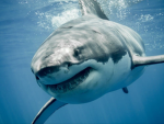 Sharks in the pacific ocean