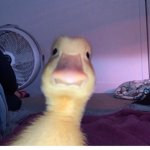 Ducky Lives!!