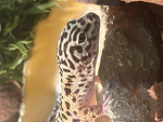 The problematics :3