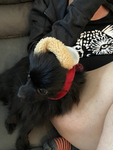 Avalovesdog