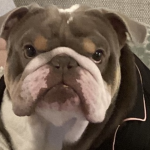 BigManBoris