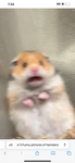 Party at hamsters house