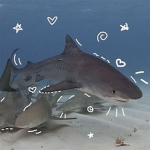 The Crimson Fins