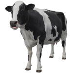 CarlTheOrb