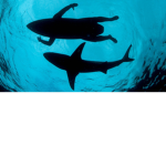 It’s sharky!