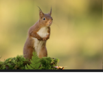 Squirrel-gang