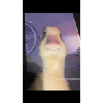 MrDuck group
