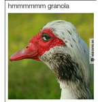 pato pato,pega o pato