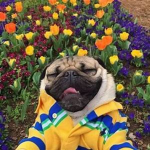 Cute Puggies