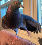 Feathermuffins