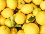 LODATORI DI LIMONI