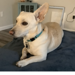 Corgi PlaysRoblox fan group