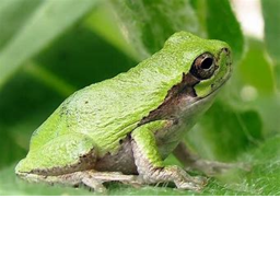 frog sacrifice (READ DESCRIPTION)