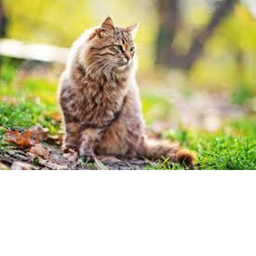 The Cat tycoon!