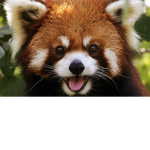 >Red Panda Community<