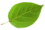 LEAVES ARE GREEN!