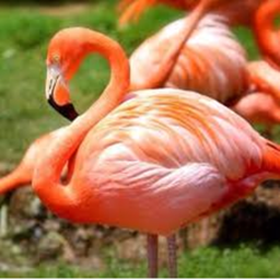 the flamingo party rp