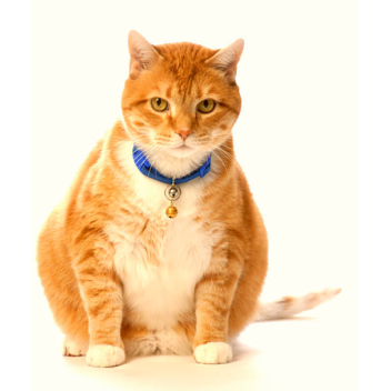 😺 Join so cat loses weight😺 