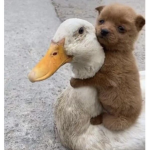 Duck dogs