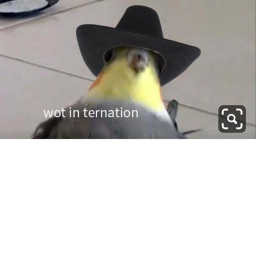 Birb Hangout