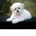 Cute puppy! Star