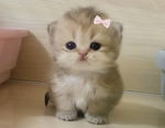 Star’s kittens