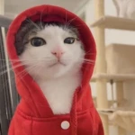 9 Lives Games! Group Thumbnail