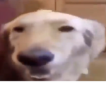 meme screech gang