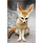 All Animals Are ADORABLE